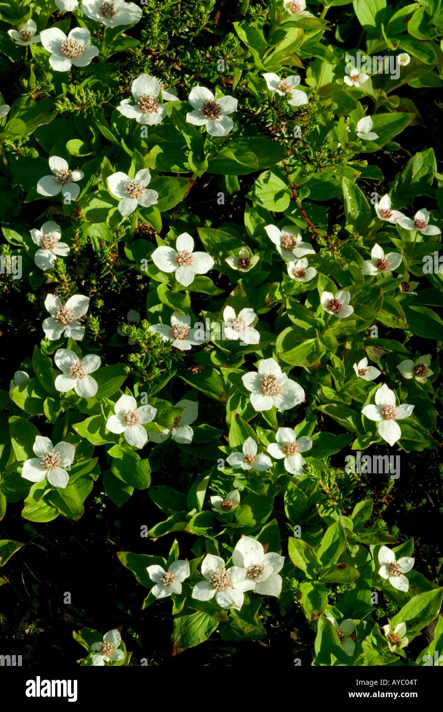 USA, Alaska. Zwerg-Hartriegel Blüte in der subarktischen Region von Alaska. Stockfoto
