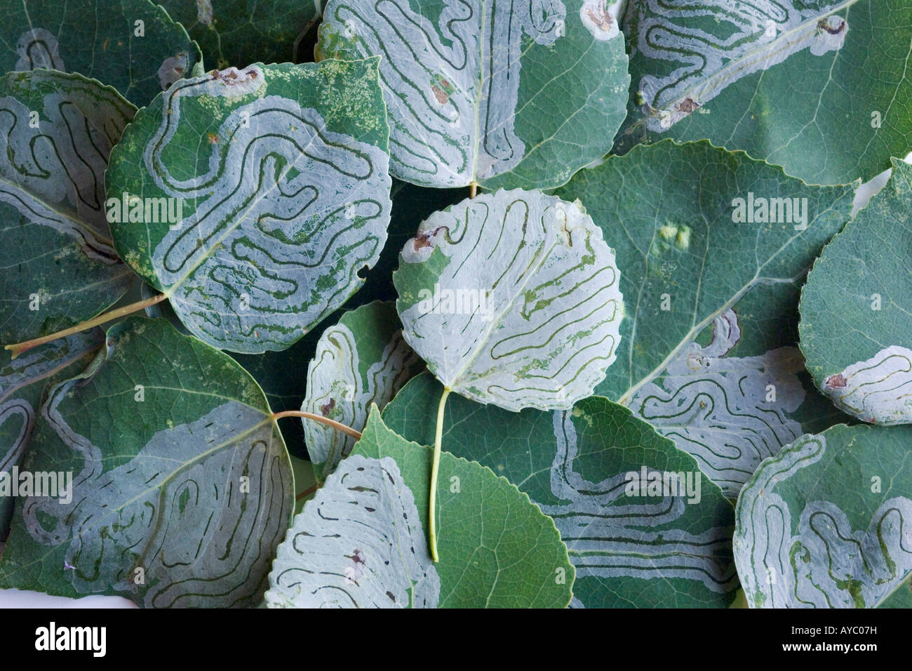 USA, Alaska. Miniermotten sind kleine Insektenlarven, die Bohrung und zwischen dem Blatt epidermalen Schichten von Blättern ernähren. Stockfoto