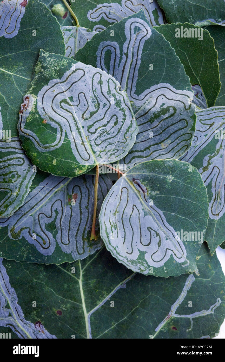 USA, Alaska. Miniermotten sind kleine Insektenlarven, die Bohrung und zwischen dem Blatt epidermalen Schichten von Blättern ernähren. Stockfoto