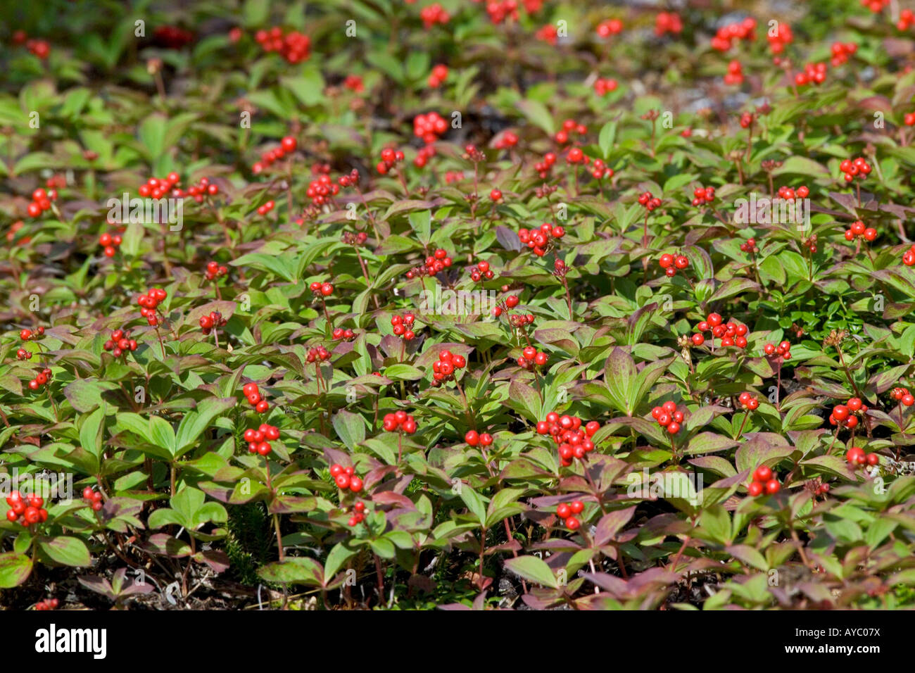 USA, Alaska. Zwerg-Hartriegel-Beeren hinzufügen helle Flecken der Farbe Ende Juli in die Alaska Range in der Nähe von Denali-Nationalpark. Stockfoto