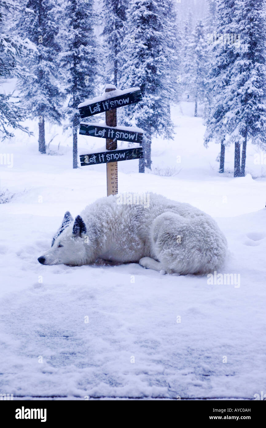 USA, Alaska. Spud der Hund genießt eine Schnee-Herbststurm in die Alaska Range in Süd-Zentral-Alaska. Stockfoto