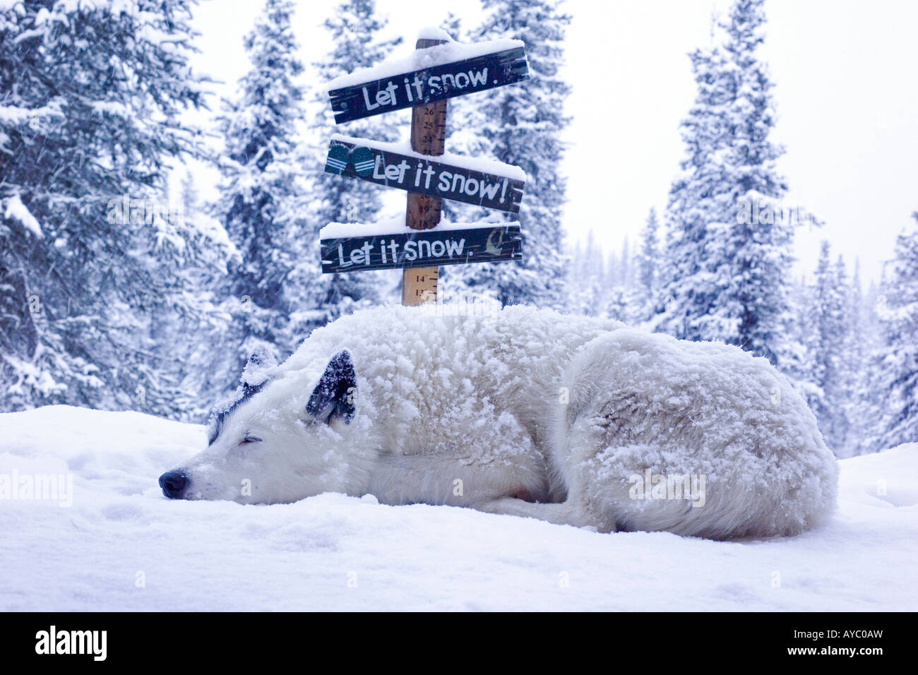 USA, Alaska. Spud der Hund genießt eine Schnee-Herbststurm in die Alaska Range in Süd-Zentral-Alaska. Stockfoto