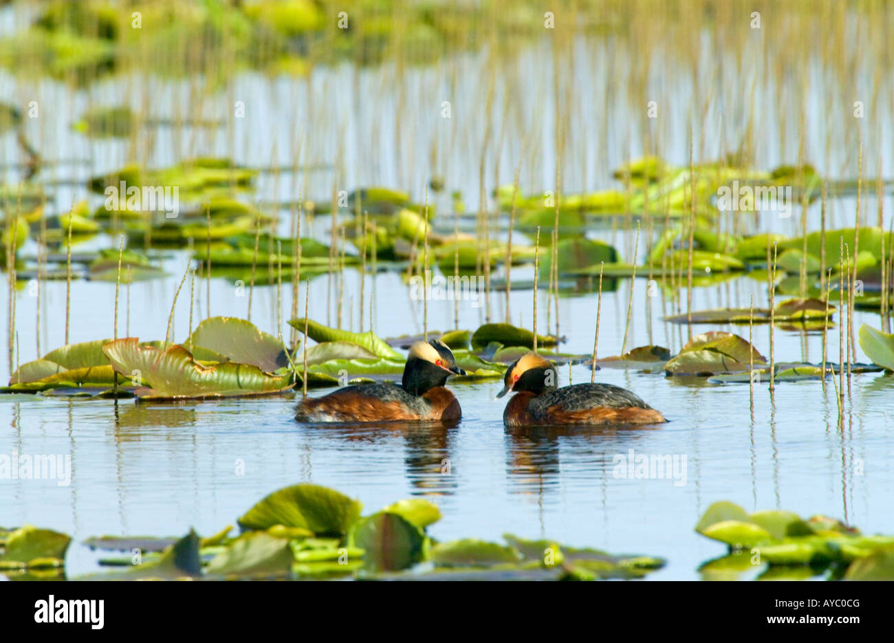 USA, Alaska. Gehörnte Haubentaucher (Podiceps Auritus) nisten auf einem schwimmenden Nest am Rande von einem kleinen Teich voller Seerosen. Stockfoto