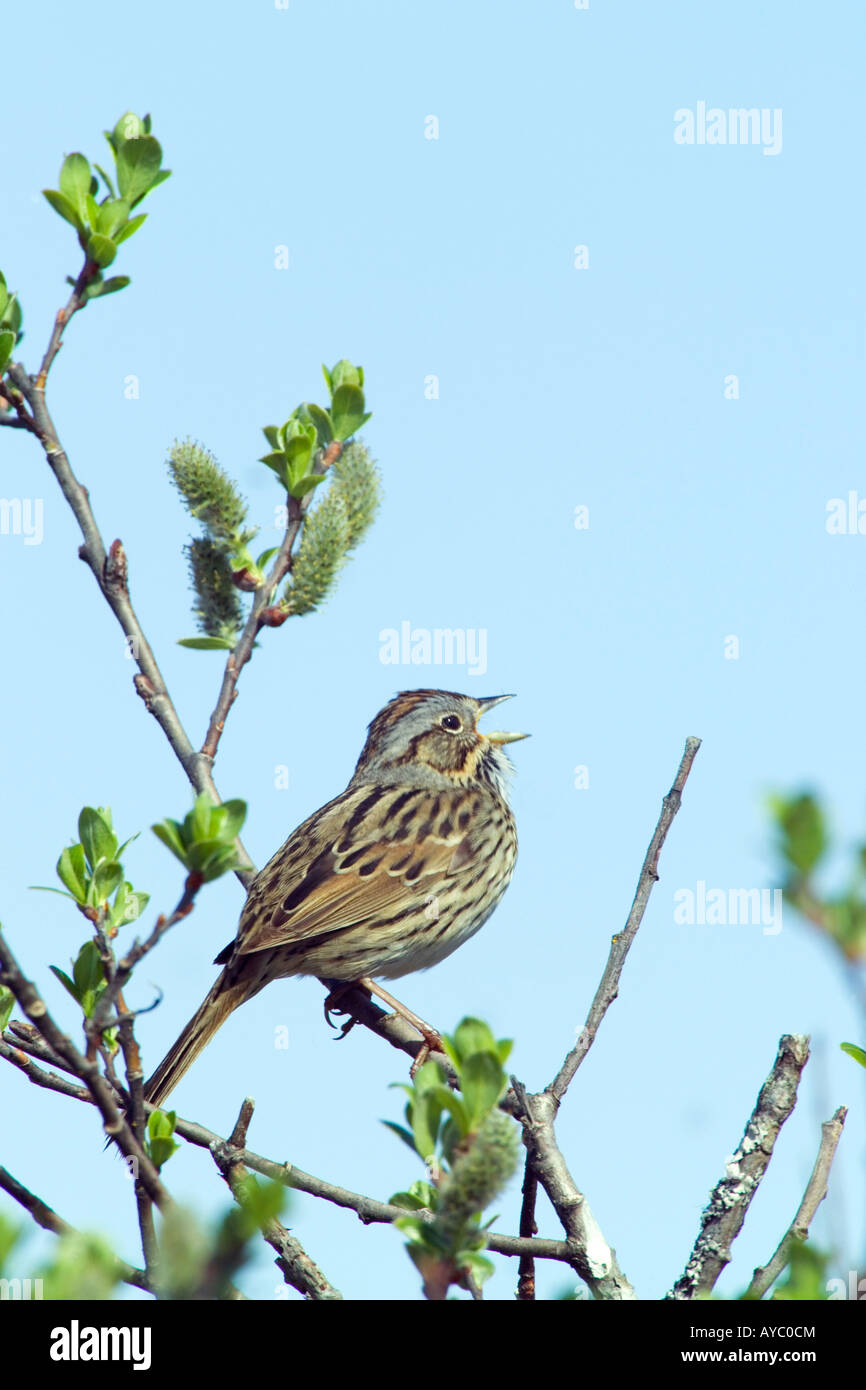 USA, Alaska. Lincolns Sparrow (Melospiza Lincolnii) singt im Frühjahr Paarungszeit bei Alaganik Slough, Parkplatz. Stockfoto