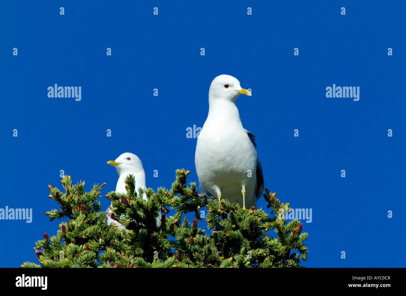 USA, Alaska. MEW Möwen (Larus Canus) sind kleine Möwen mit schlanken Rechnungen, die in der subarktischen nisten. Stockfoto