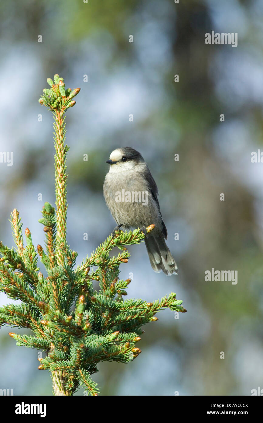 USA, Alaska. Ein grau-Jay (Perisoreus Canadensis) sitzt auf einem weißen Fichte Ast in Alaska. Stockfoto