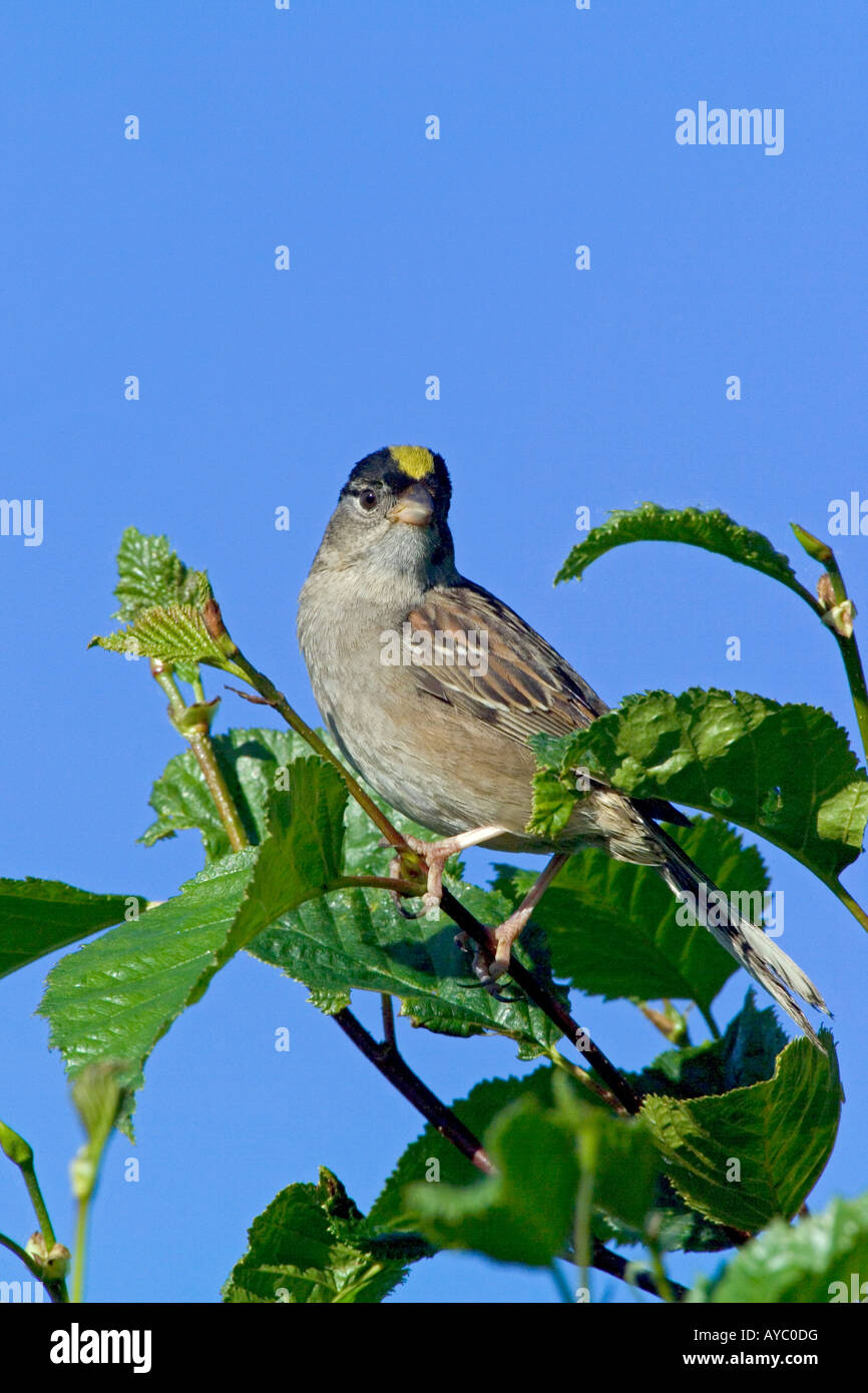 USA, Alaska. Golden-gekrönter Spatz (Zonotrichia Atricapilla) thront auf einem Ast im Juli, auf der Kenai-Halbinsel. Stockfoto