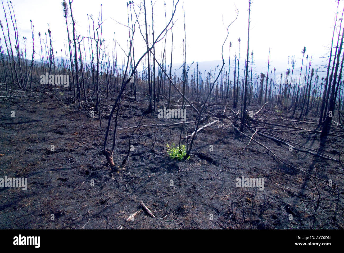 USA, Alaska. Im Sommer 2004 Waldbränden zerstörten große Teile des inneren Alaska. Stockfoto