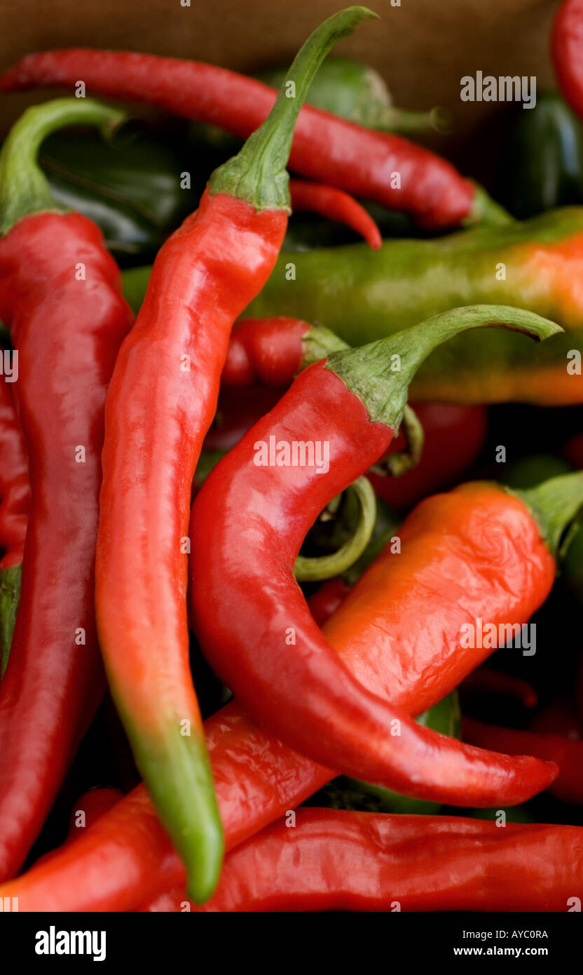Paprika im Land Farmstand, Westport, Connecticut. Stockfoto