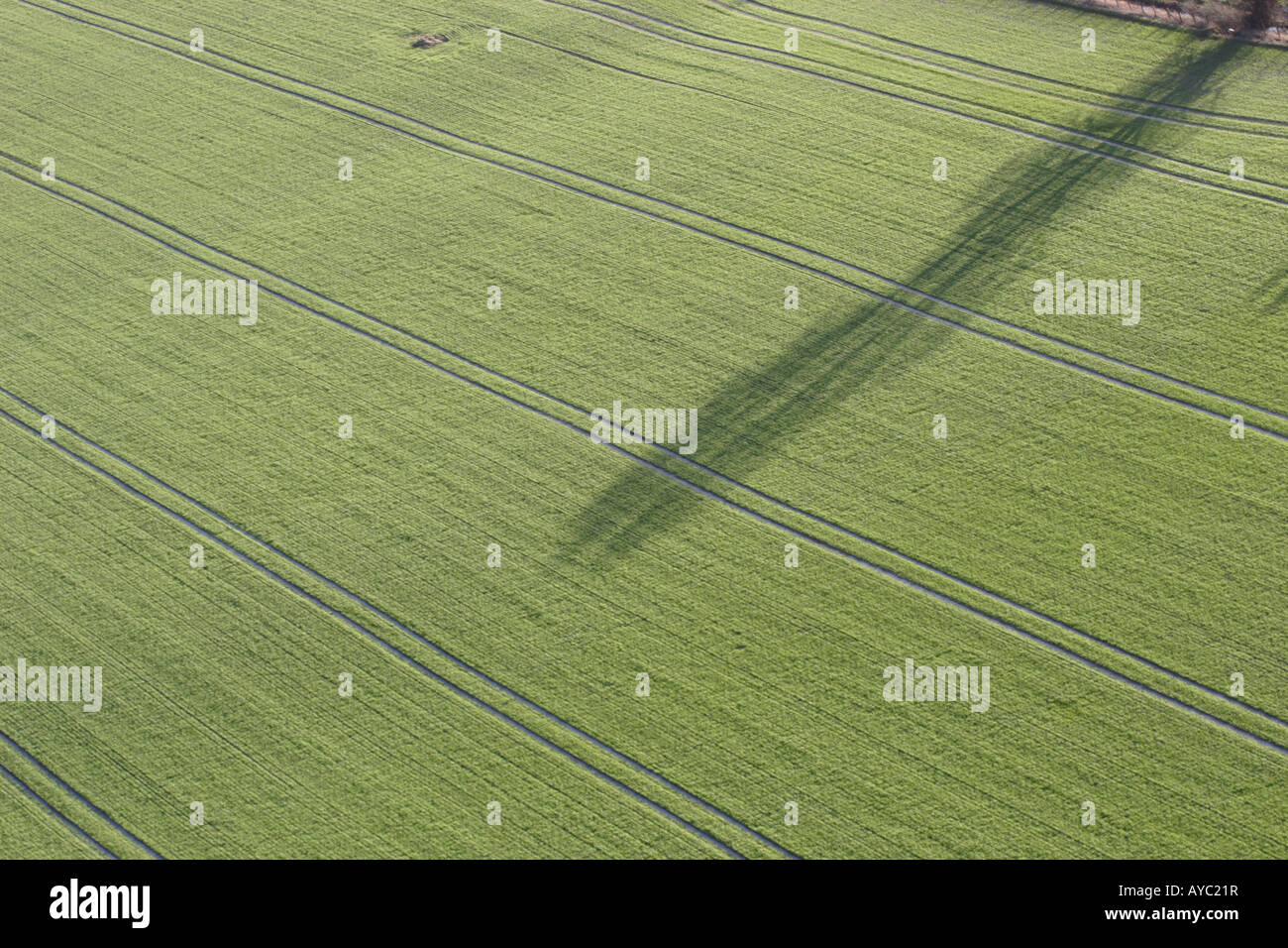 Die Wintersonne wirft lange Schatten eines Baumes auf eine Ernte Feld von Traktorspuren gesäumt. Stockfoto