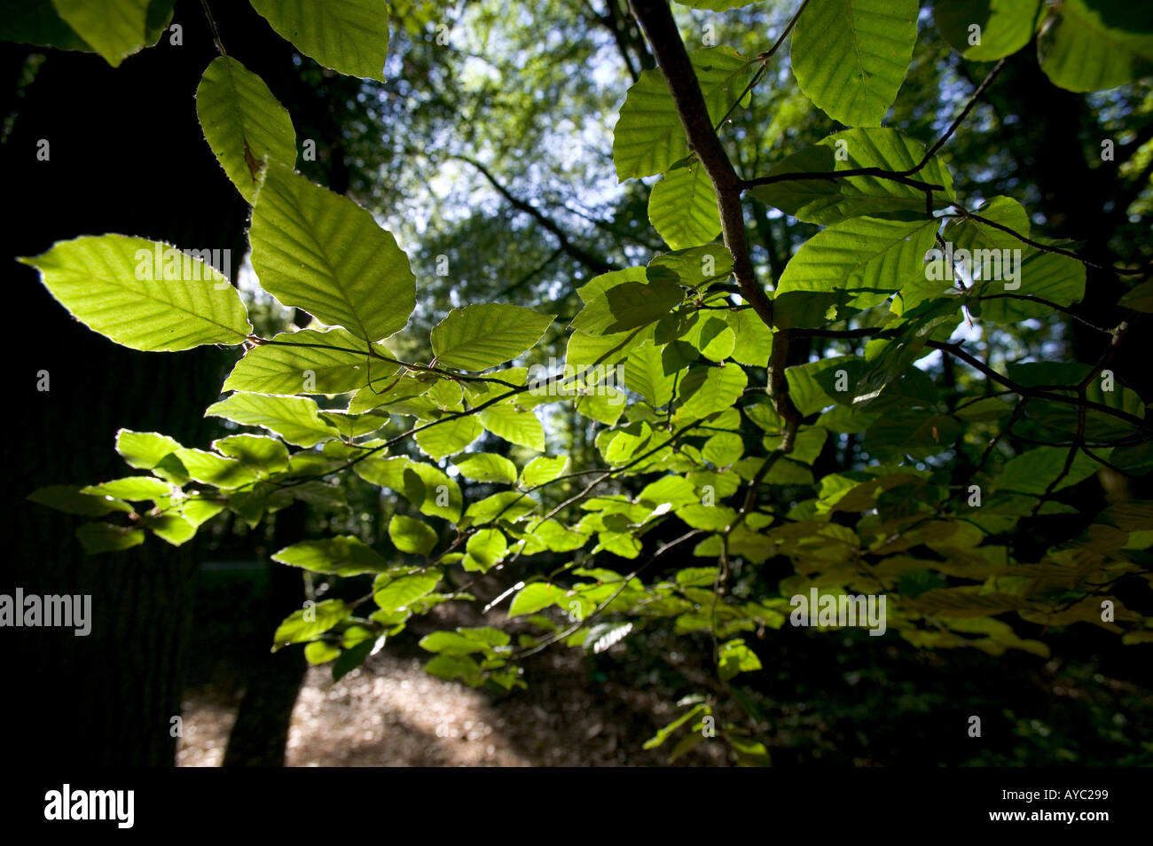 Blätter in einer englischen Wald Morgensonne beleuchtet Stockfoto