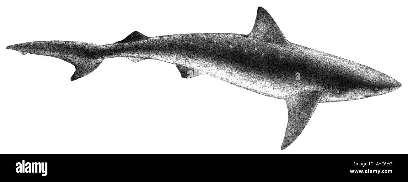 Atlantic Scharfnasenhai Shark (Rhizoprionodon Terraenovae), Zeichnung Stockfoto
