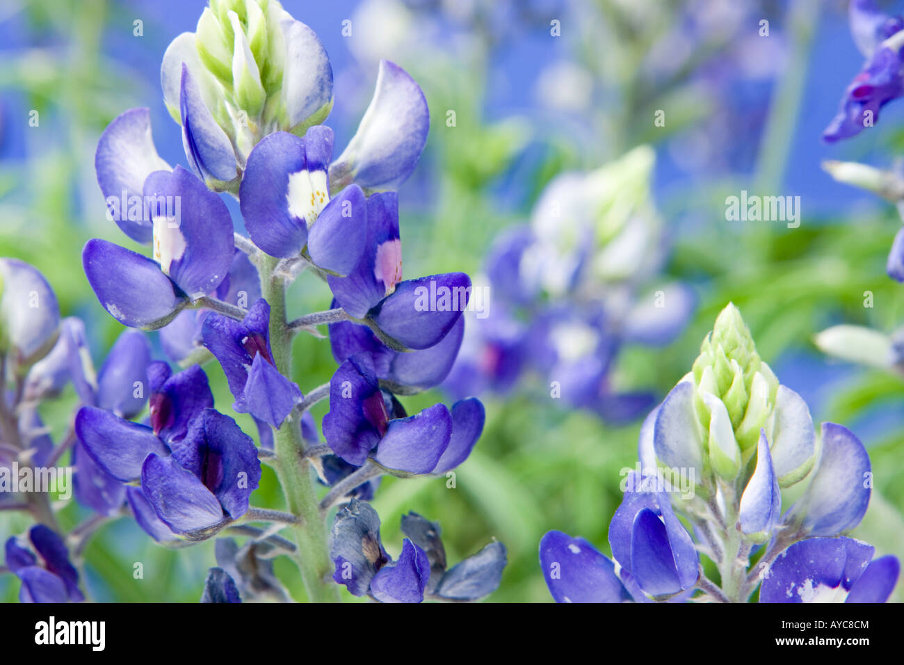 Bluebonnet Lupinus Texensis Texas Zustandblume Stockfoto