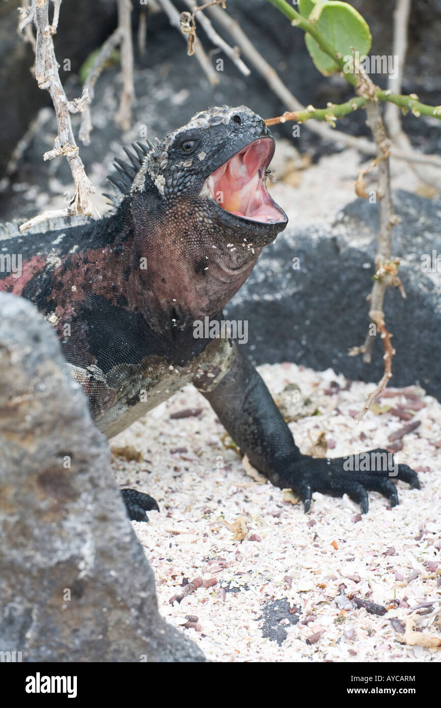 Espanola marine Iguana mit Rötungen der Haut und Mund agape Stockfoto