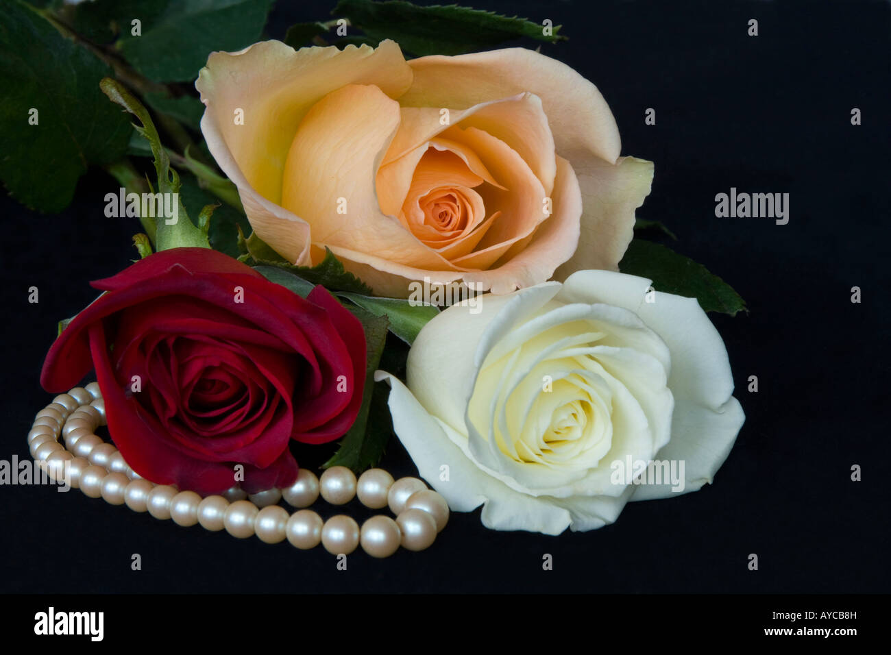 Drei Rosen lag auf einem schwarzen Hintergrund mit einer Perlenschnur. Stockfoto