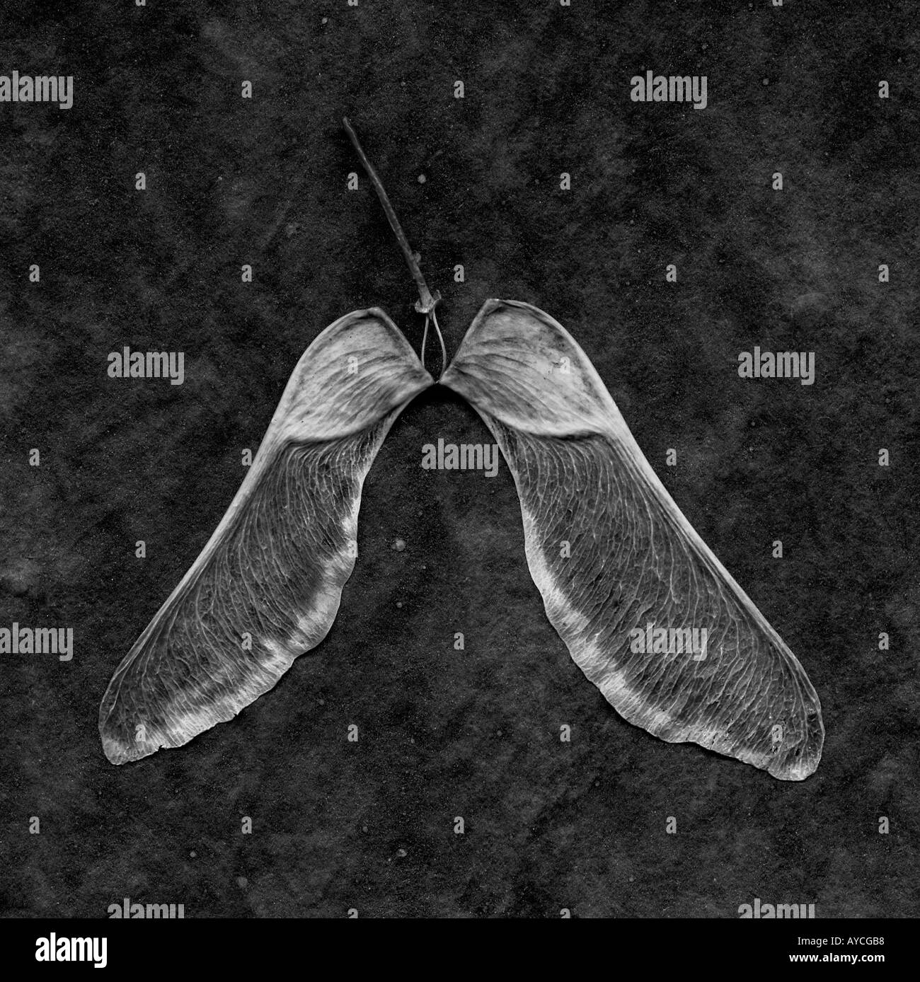 Ein paar der Ahorn Baumsamen mit Stiel in schwarz / weiß Stockfoto