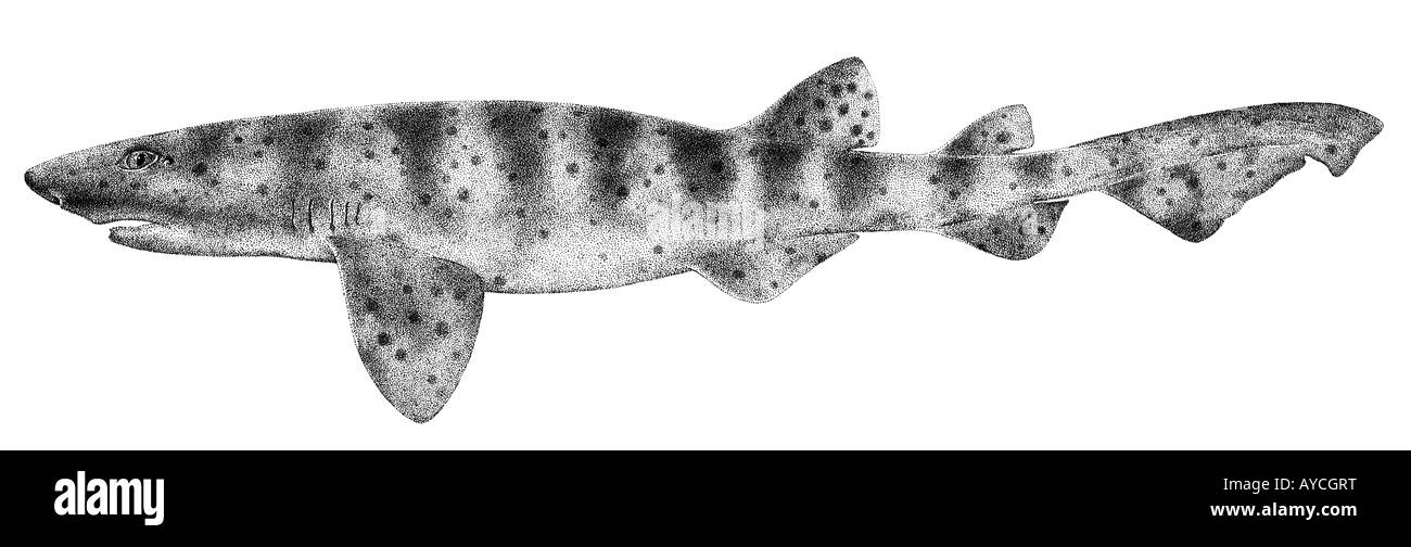 Swell Shark (Cephaloscyllium Ventriosum) kann sich zu einer Kugel sprengen durch Schlucken Wasser Zeichnung Stockfoto