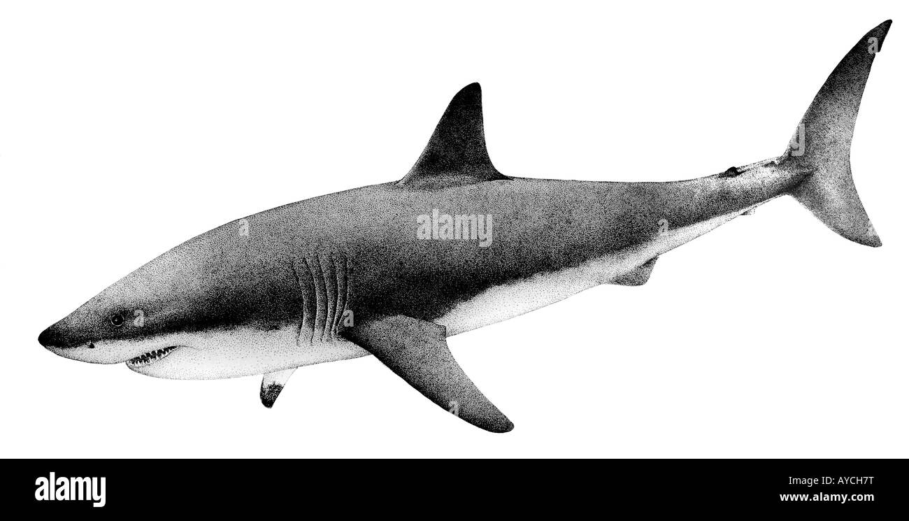 Weißer Hai (Carcharodon Carcharias), Zeichnung Stockfoto