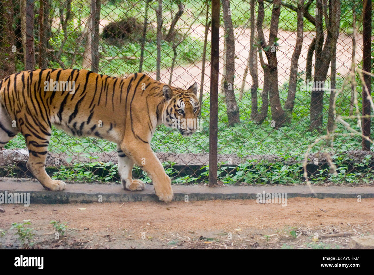 Ein Käfig Tiger hinter den Drahtzaun von seinem Gehege Stockfoto