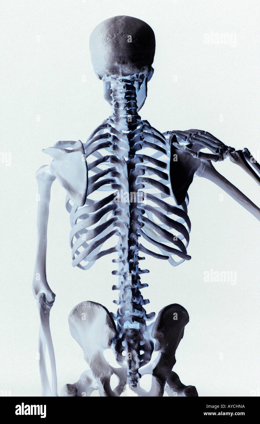 Rückansicht eines menschlichen Skeletts zeigt die Wirbel Rückgrat und Hüften auf weißem Hintergrund Stockfoto