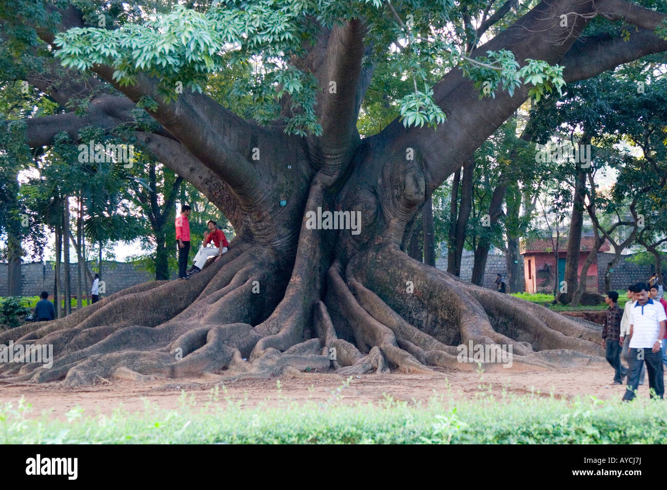 Die enorme 300 Jahre alte Kapok-Baum im Lalbagh Botanical Gardens Bangalore Stockfoto