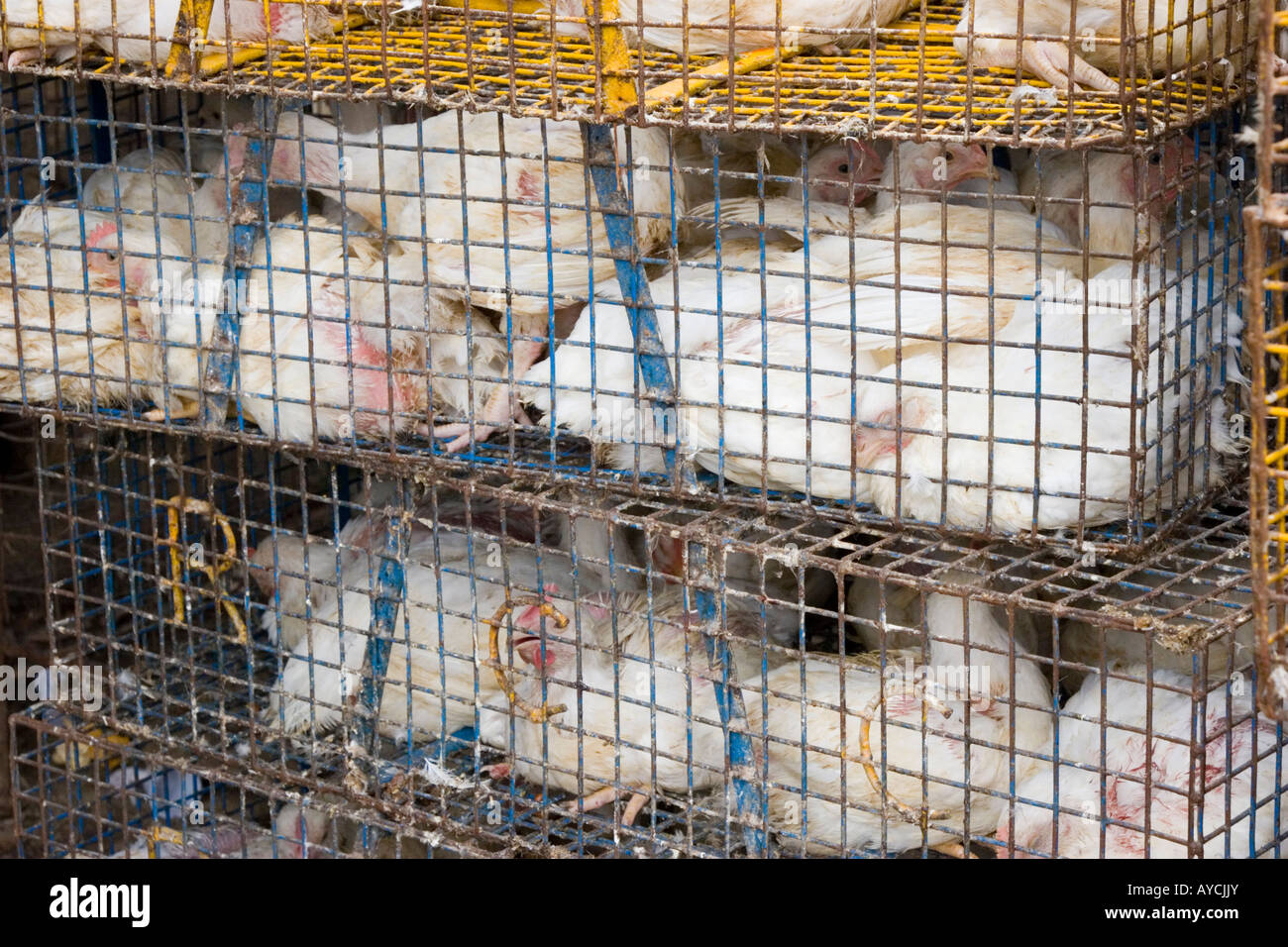 Hühner zusammengepfercht in winzigen Käfigen vor einem Geflügel-Geschäft in Indien Banaglore Stockfoto