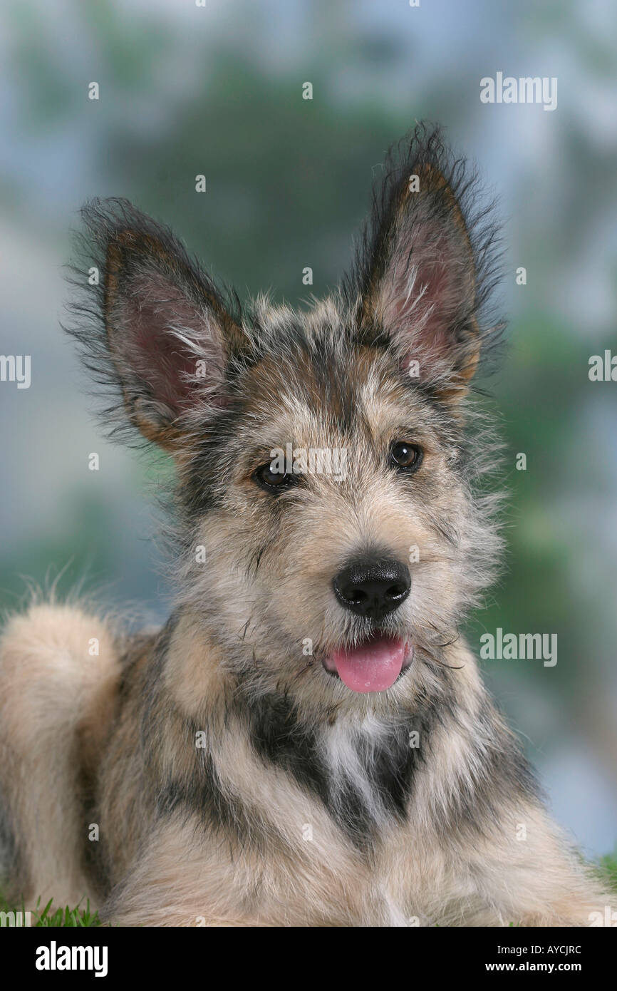 Meddele Henfald Velsigne Berger Picard Welpen 14 Wochen Berger de Picardie Stockfotografie - Alamy