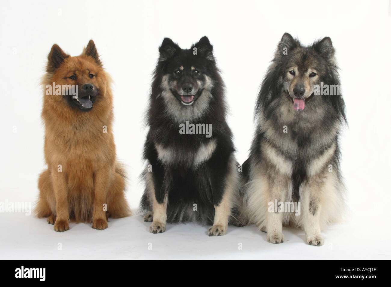 Eurasier Stockfoto