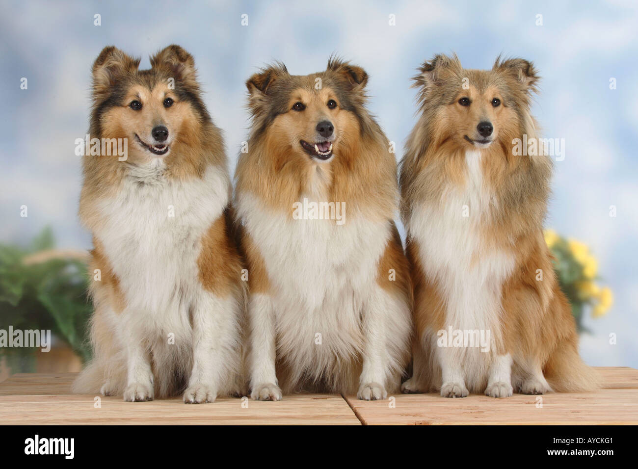 Shelties Shetland Sheepdog Stockfoto