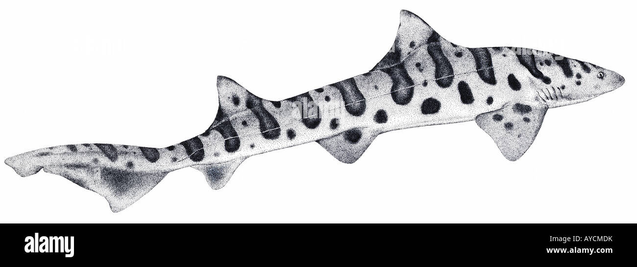 Leopardenhai, Zebra Shark (Triakis Semifasciata), Zeichnung Stockfoto