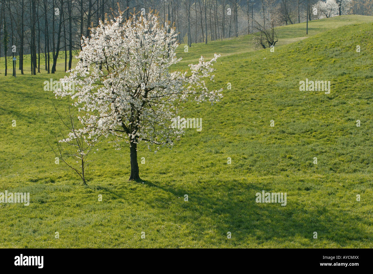 Kirschbaum in Piemont, Italien Stockfoto