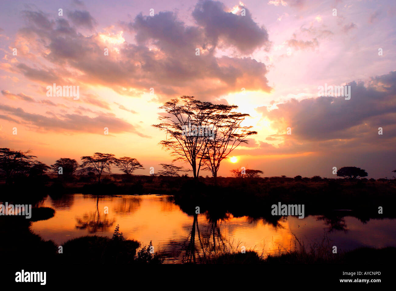 Sonnenuntergang am Seronera Serengeti NP Tansania Stockfoto