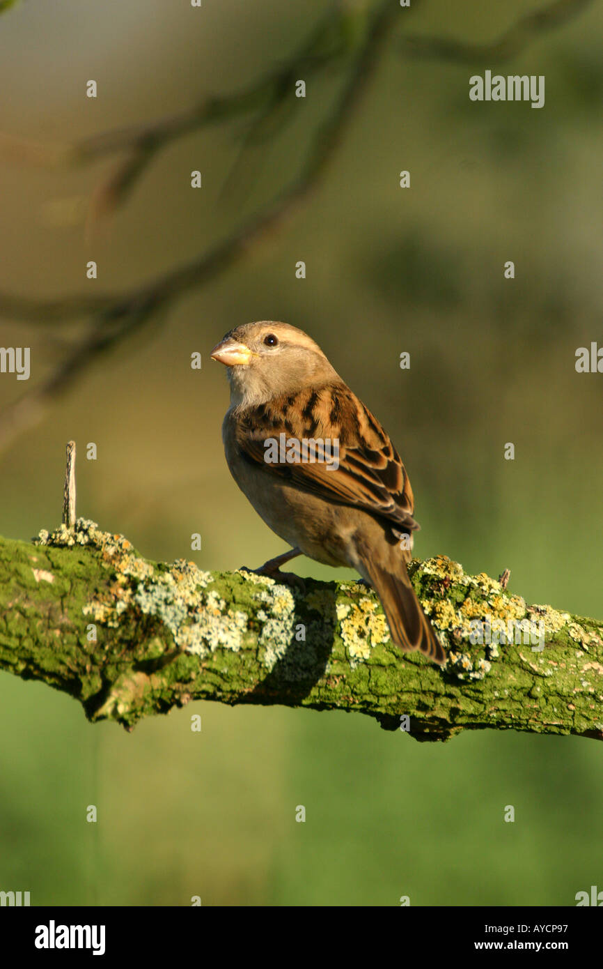 Haussperling Passer Domesticus auf Flechten bedeckt branch Stockfoto
