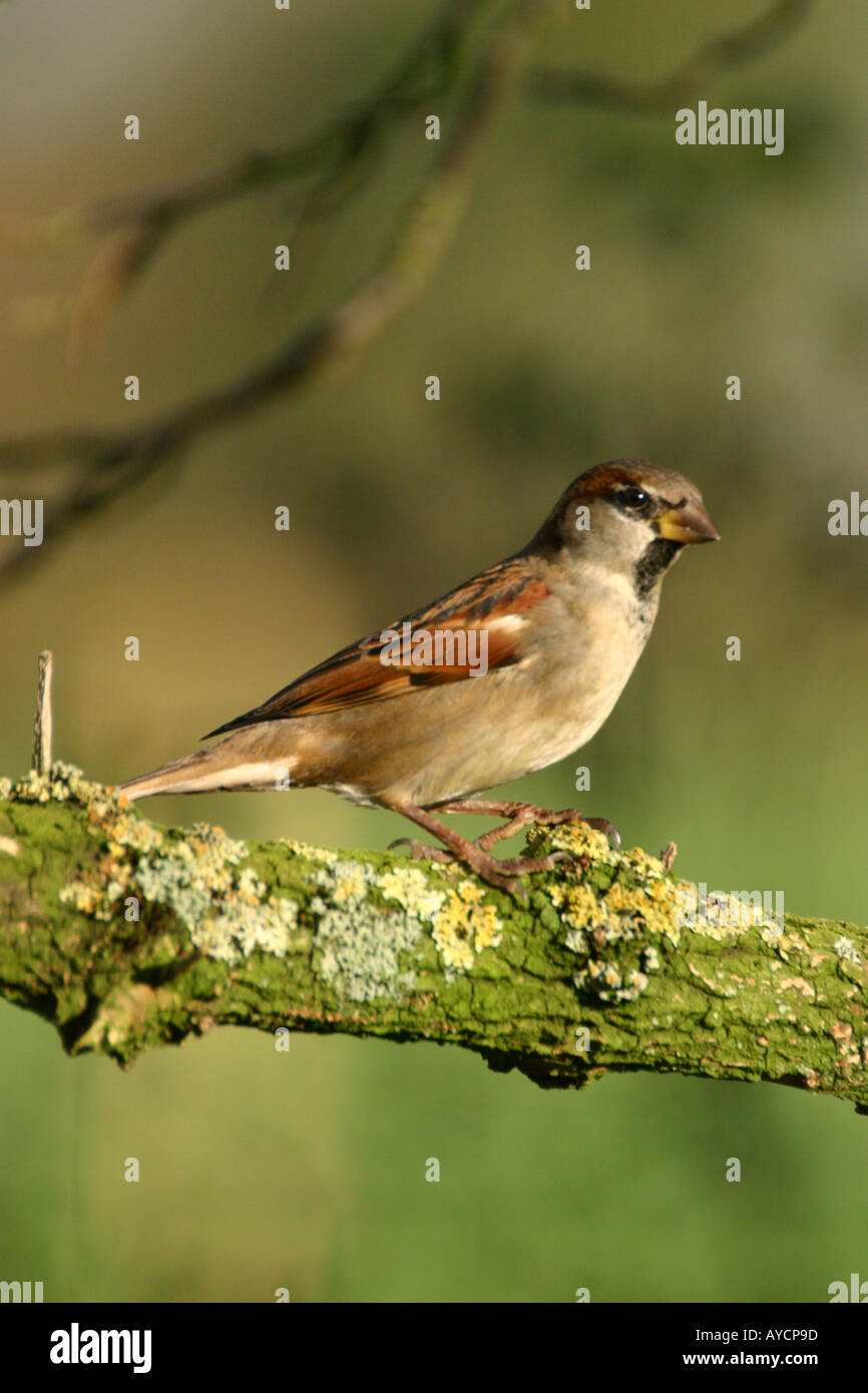 Haussperling Passer Domesticus auf Flechten bedeckt branch Stockfoto
