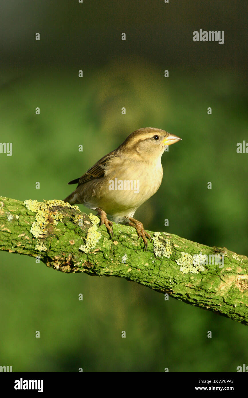 Haussperling Passer Domesticus auf Flechten bedeckt branch Stockfoto