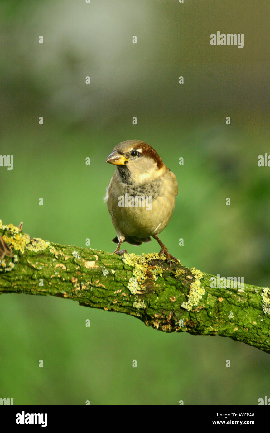 Haussperling Passer Domesticus auf Flechten bedeckt branch Stockfoto