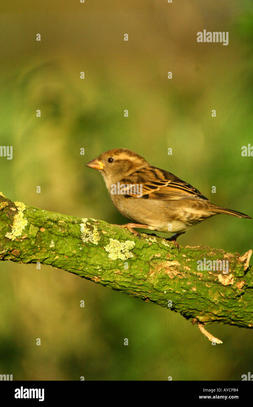 Haussperling Passer Domesticus auf Flechten bedeckt branch Stockfoto