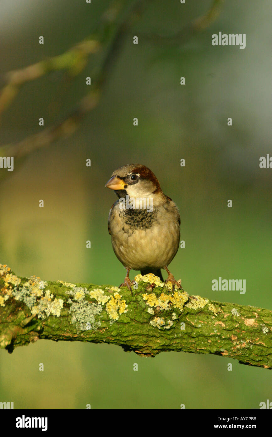 Haussperling Passer Domesticus auf Flechten bedeckt branch Stockfoto