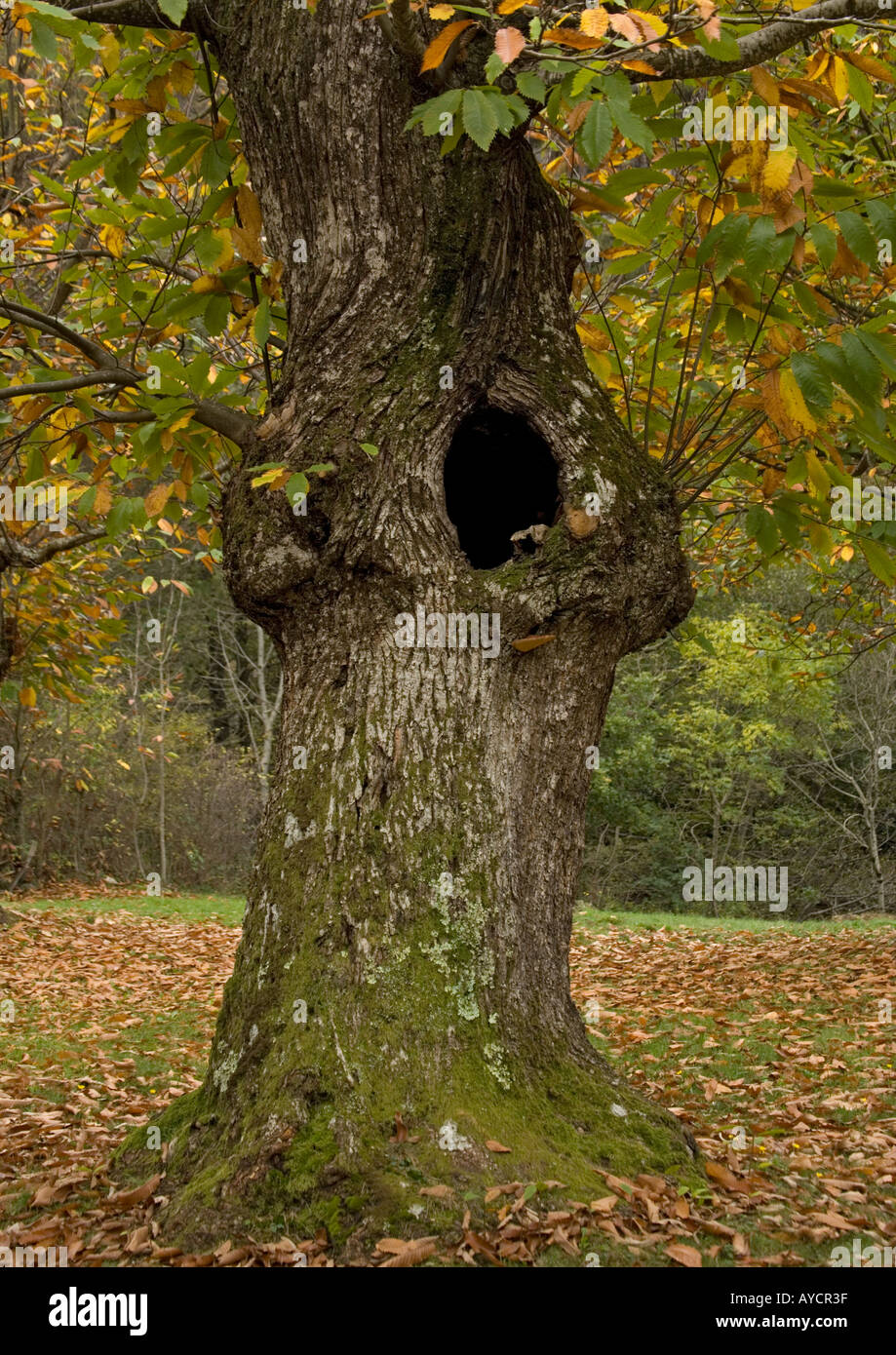 Süße Chesnut im Herbst (Castanea Sativa) alte Bäume kultiviert für ihre Ernte Stockfoto