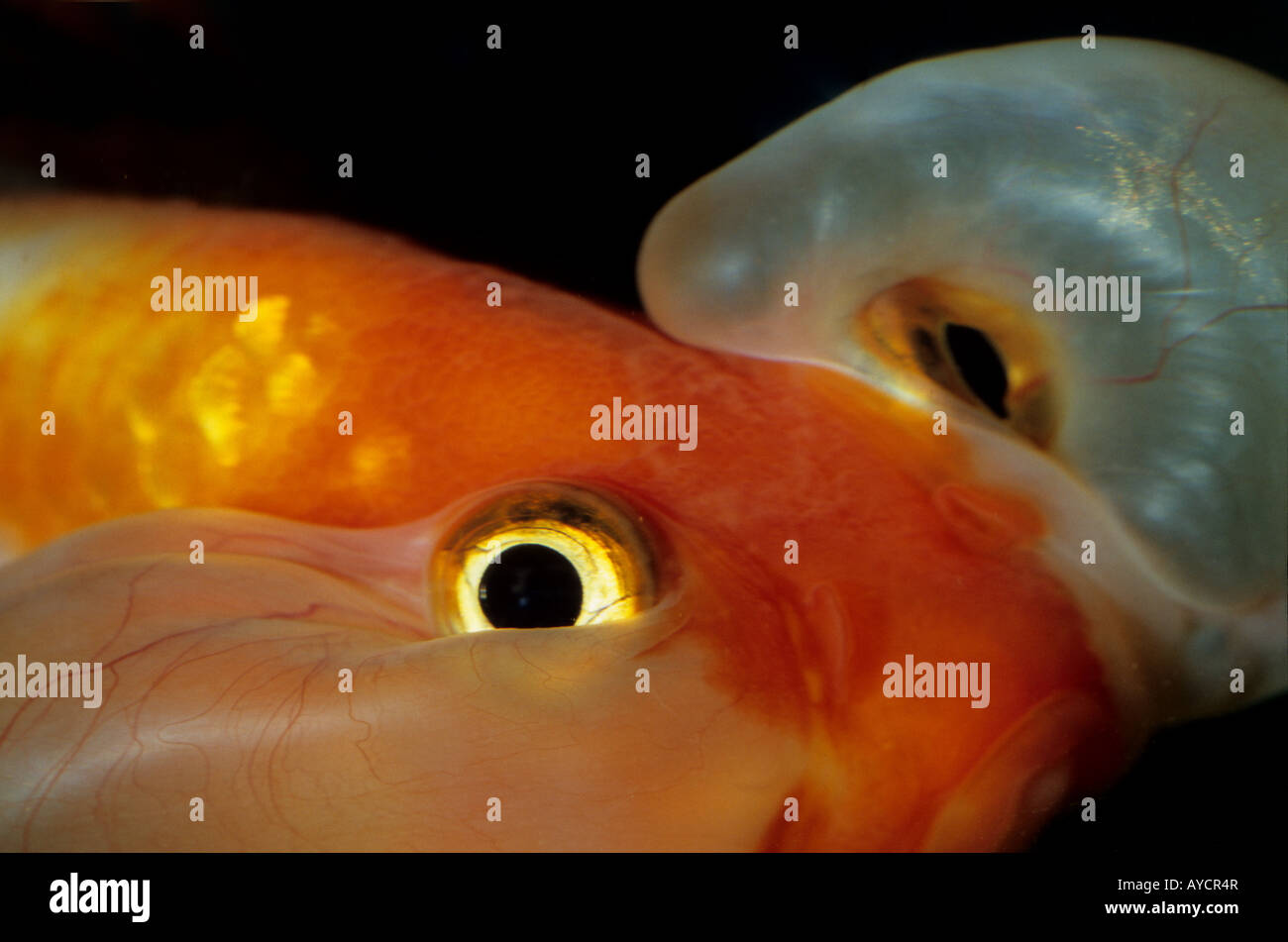 Blase Auge Goldfisch, Carassius Auratus, Ciprinidae, Freshewater Fische