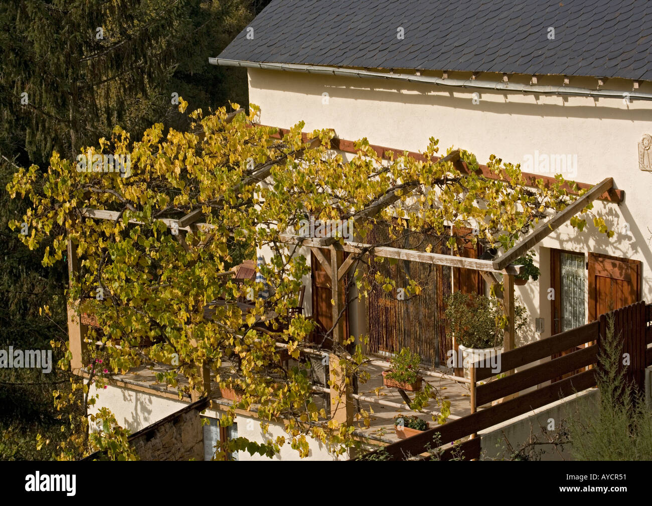 Weinrebe über Arbor Schatten im Sommer, im Winter deutlich