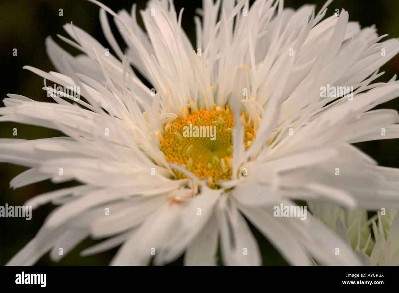 ASTER LIKE(callissteohus) WHITE FLOWER Stockfoto