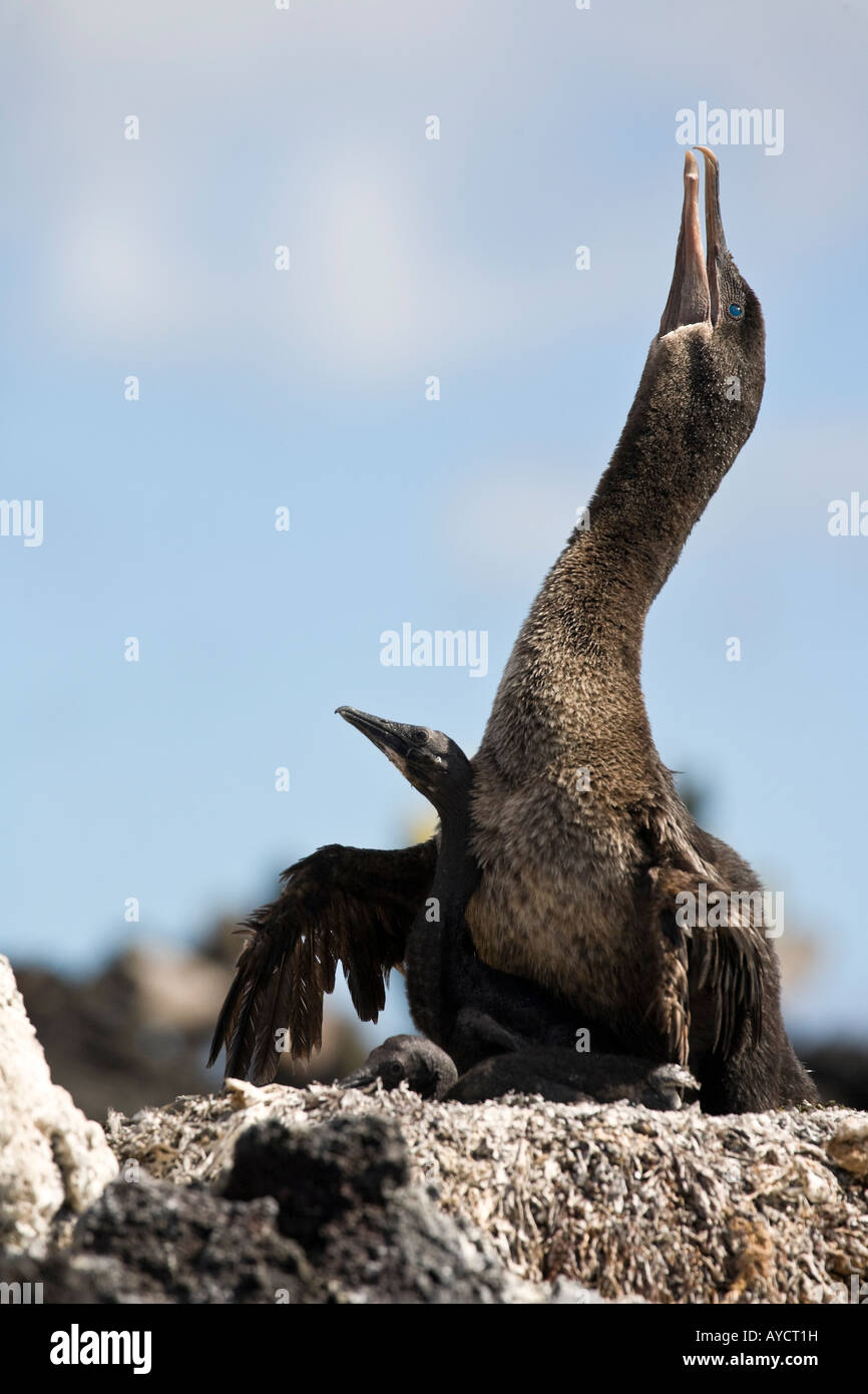 Flugunfähige Kormorane mit ausgestrecktem Hals auf ein Nest mit einem Küken Isabela Stockfoto