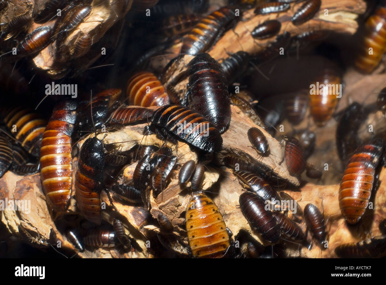 MADAGASSISCHE Zischen Schabe große große braune schwarze Käfer Roach GROMPHADORHINA PORTENTOSA Stockfoto