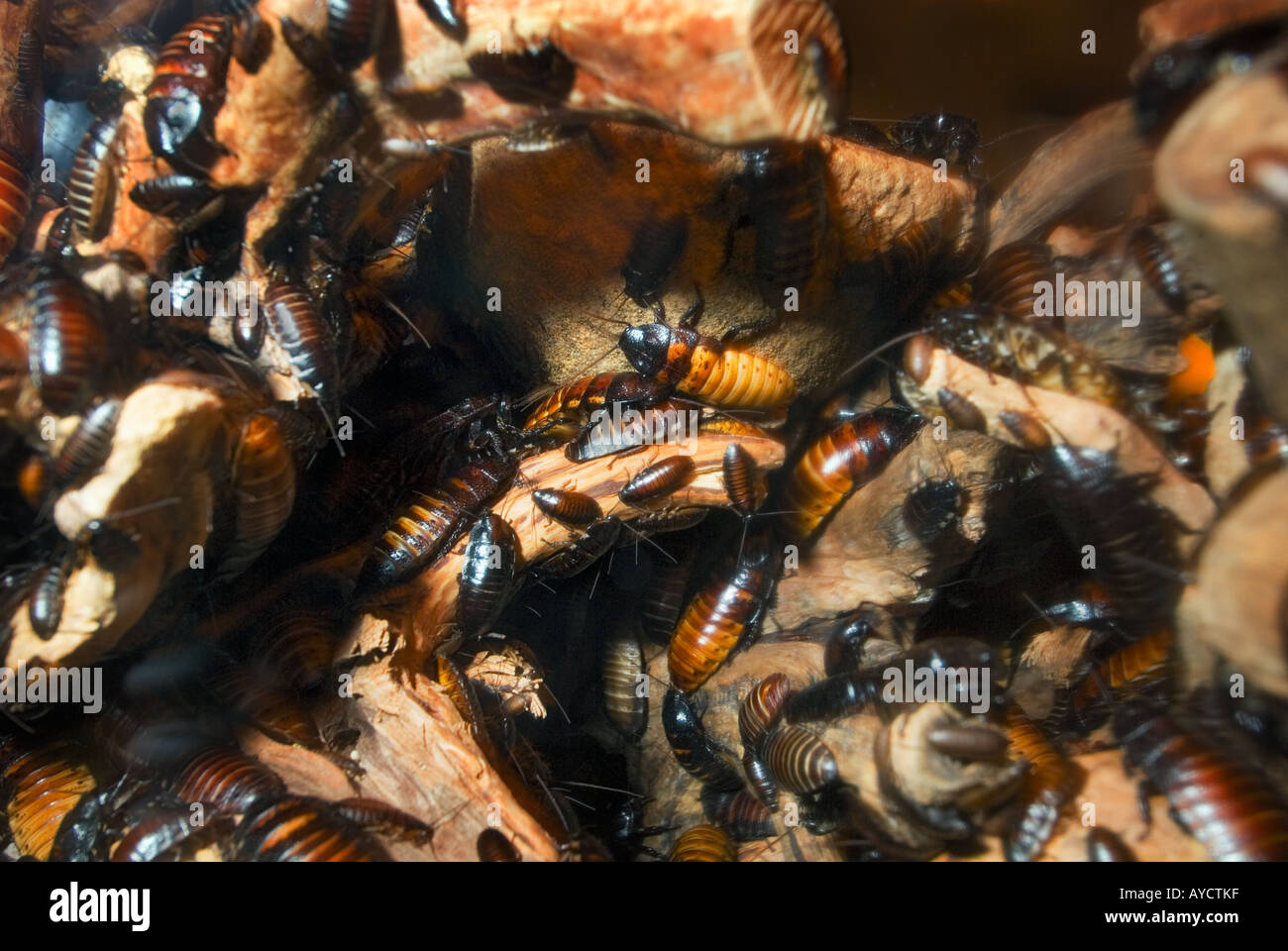 MADAGASSISCHE Zischen Schabe große große braune schwarze Käfer Roach GROMPHADORHINA PORTENTOSA Stockfoto