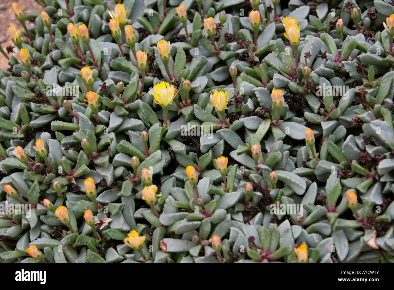 Hereroa Tugwelliae Mittagsblumengewächsen eine saftige umgangsprachlich Stein Pflanzen oder Teppich Unkraut Stockfoto