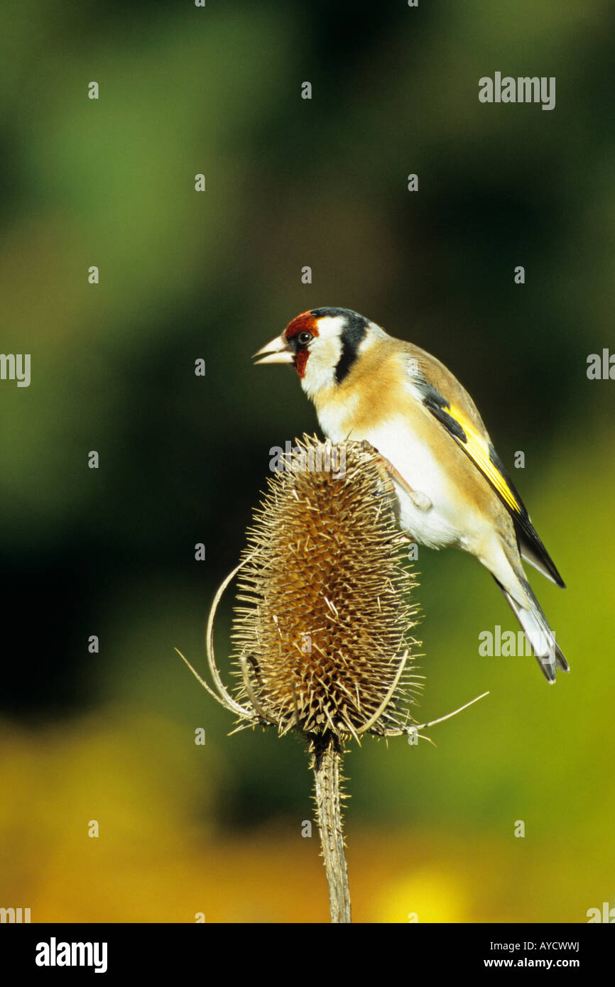 Stieglitz Zuchtjahr Zuchtjahr Fütterung auf eine Teasle in einem Garten in Shropshire, England UK Europa Stockfoto