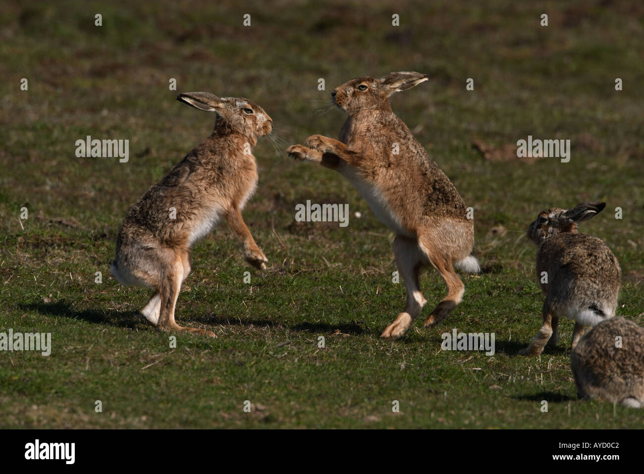 Braune Hasen, Lepus Capensis, Boxen Stockfoto