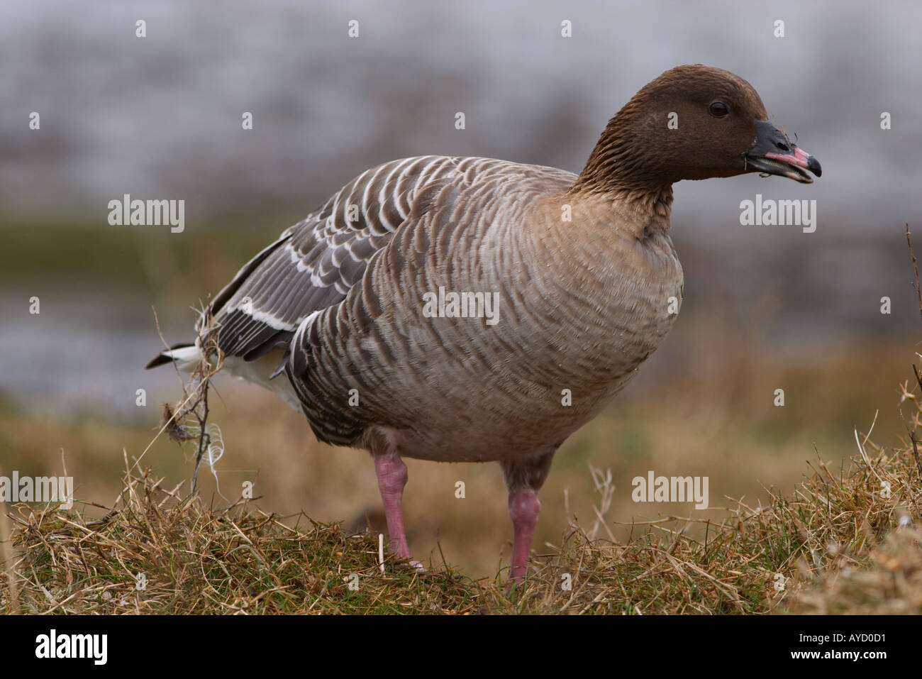 Pink-footed Goose auf Salz-Sumpf Stockfoto