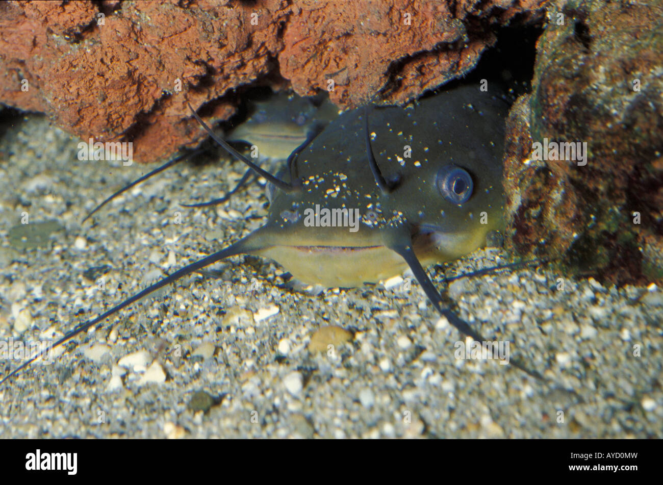 Ictalurus Melas, USA Fishcat, Ictaluridae, Siluriformes Stockfotografie